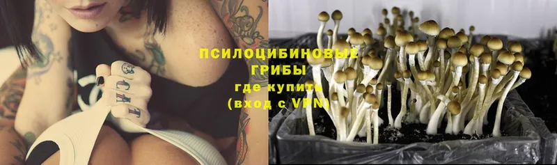 Псилоцибиновые грибы MAGIC MUSHROOMS  Курлово 